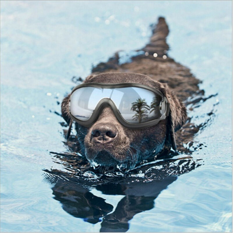 dog glasses