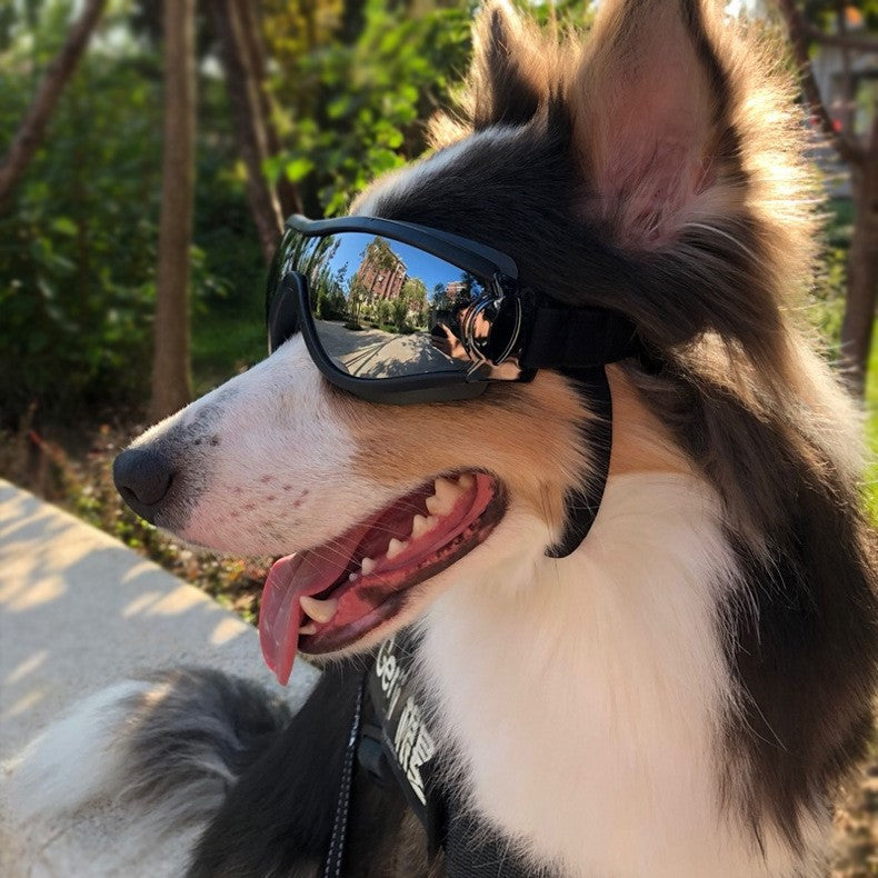 dog glasses