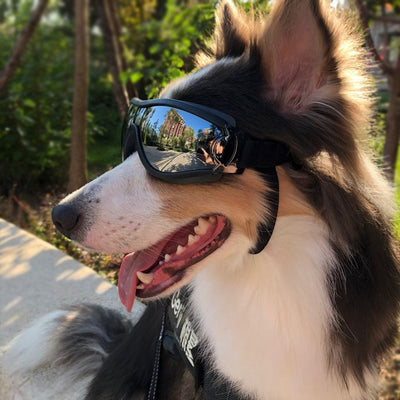 dog glasses